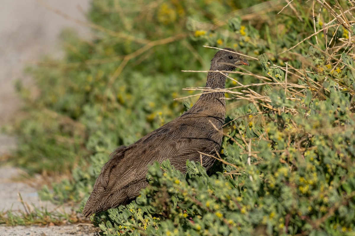 Cape Spurfowl - ML136744501