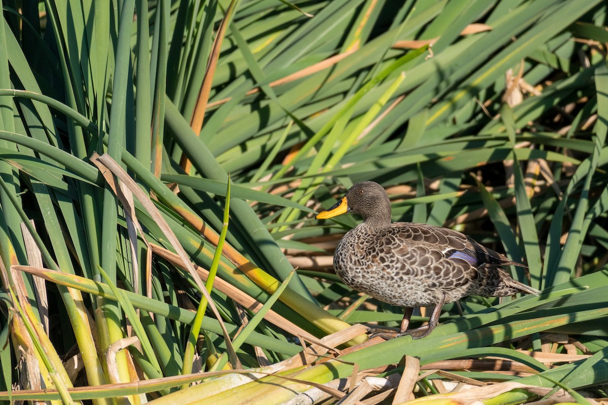 Yellow-billed Duck - ML136744511