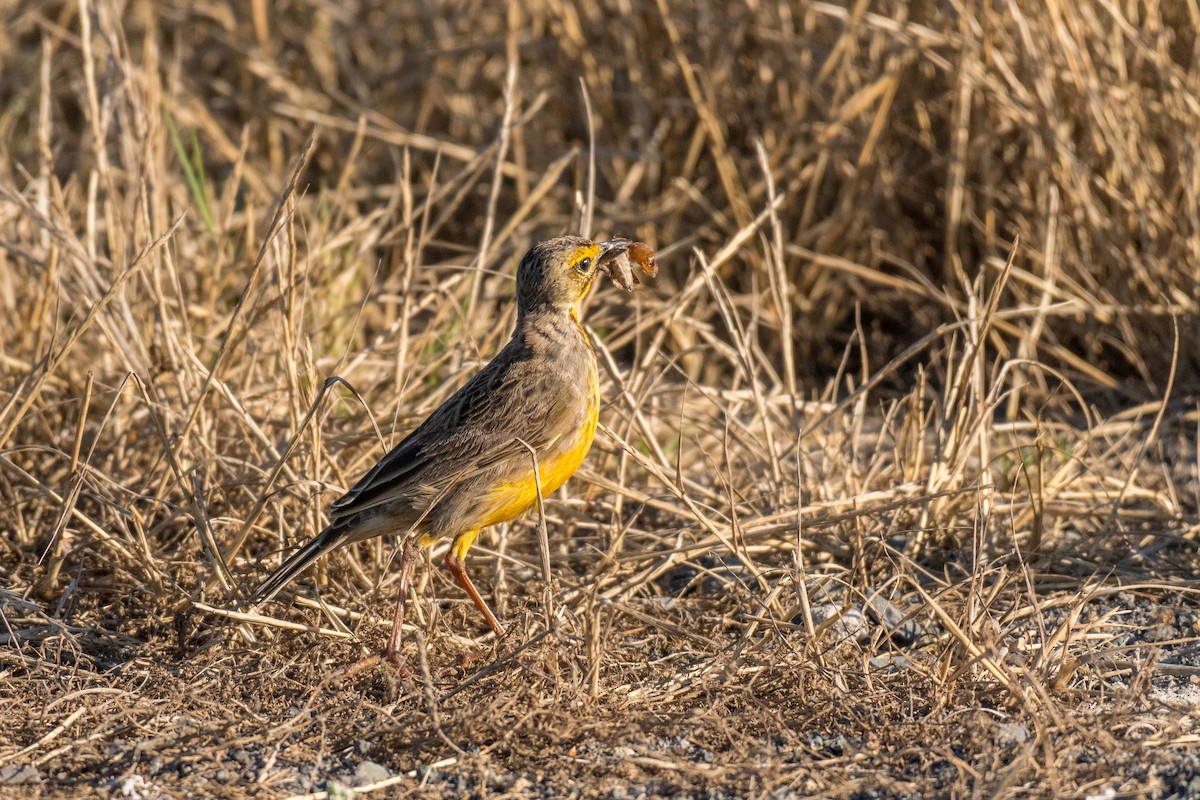 Orange-throated Longclaw - ML136744541