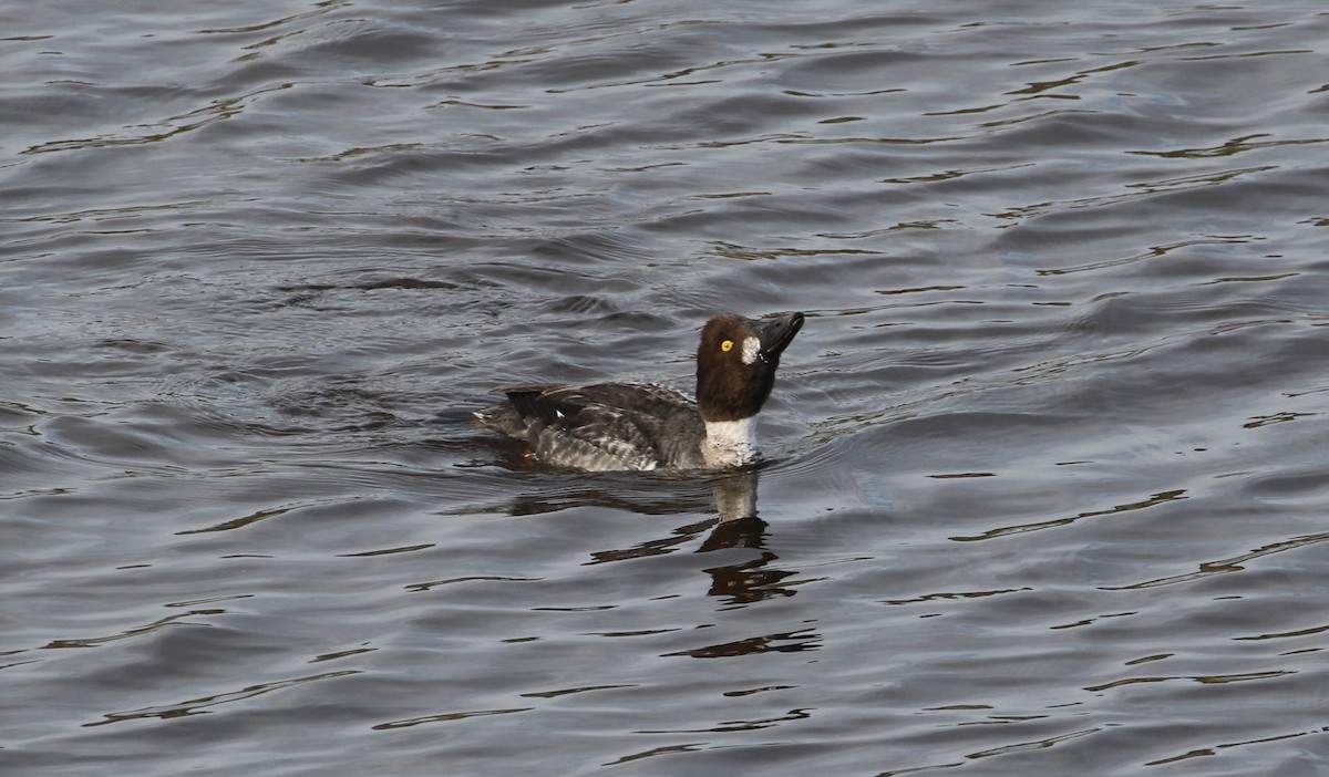 Common Goldeneye - ML136744551