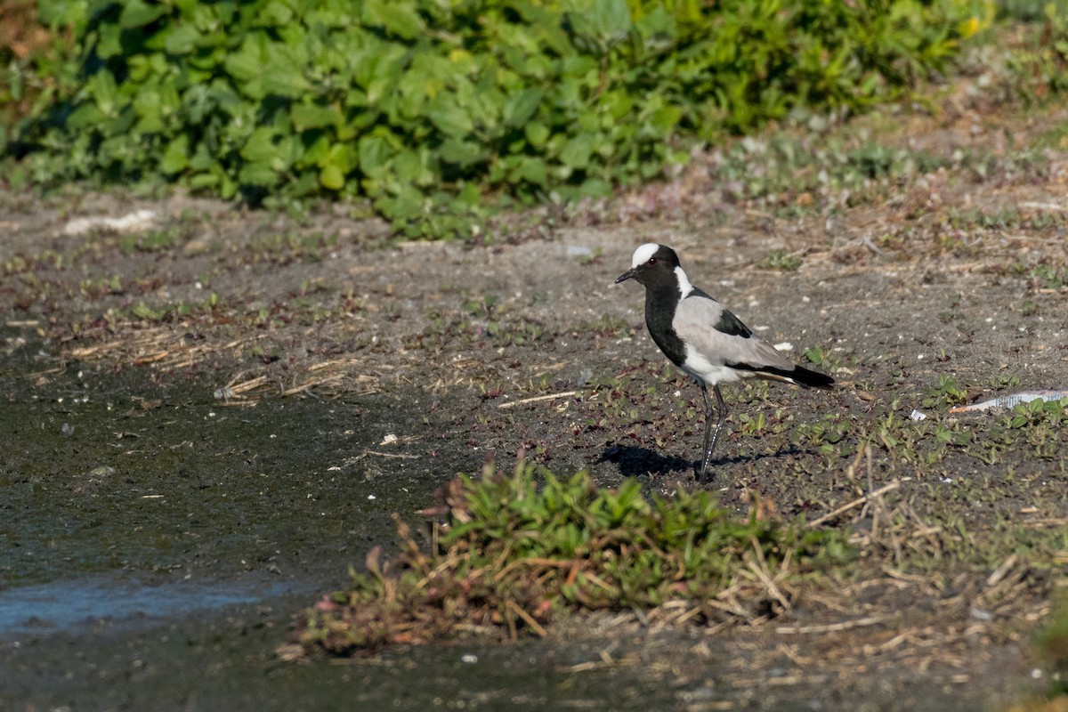 Blacksmith Lapwing - ML136744561