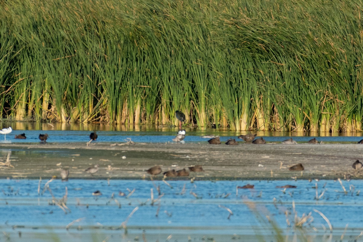 African Swamphen - ML136744651