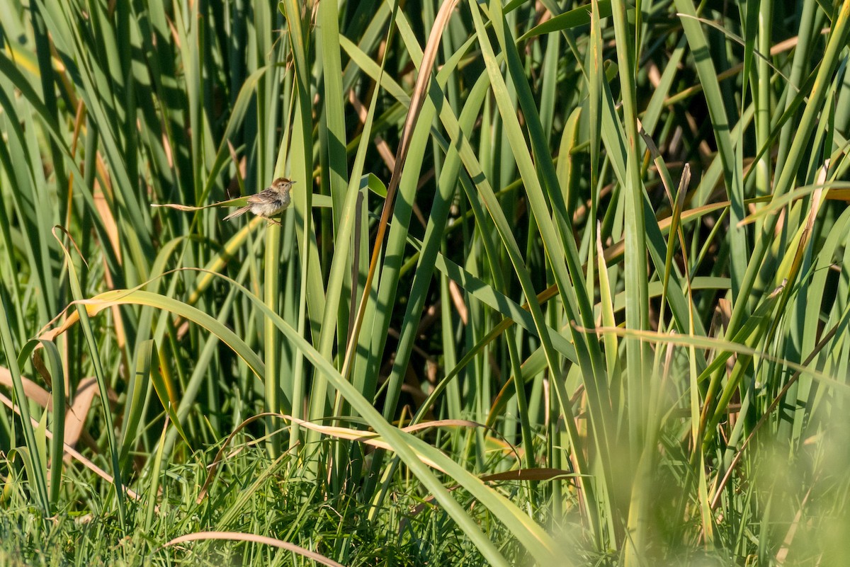 Levaillant's Cisticola - ML136744671