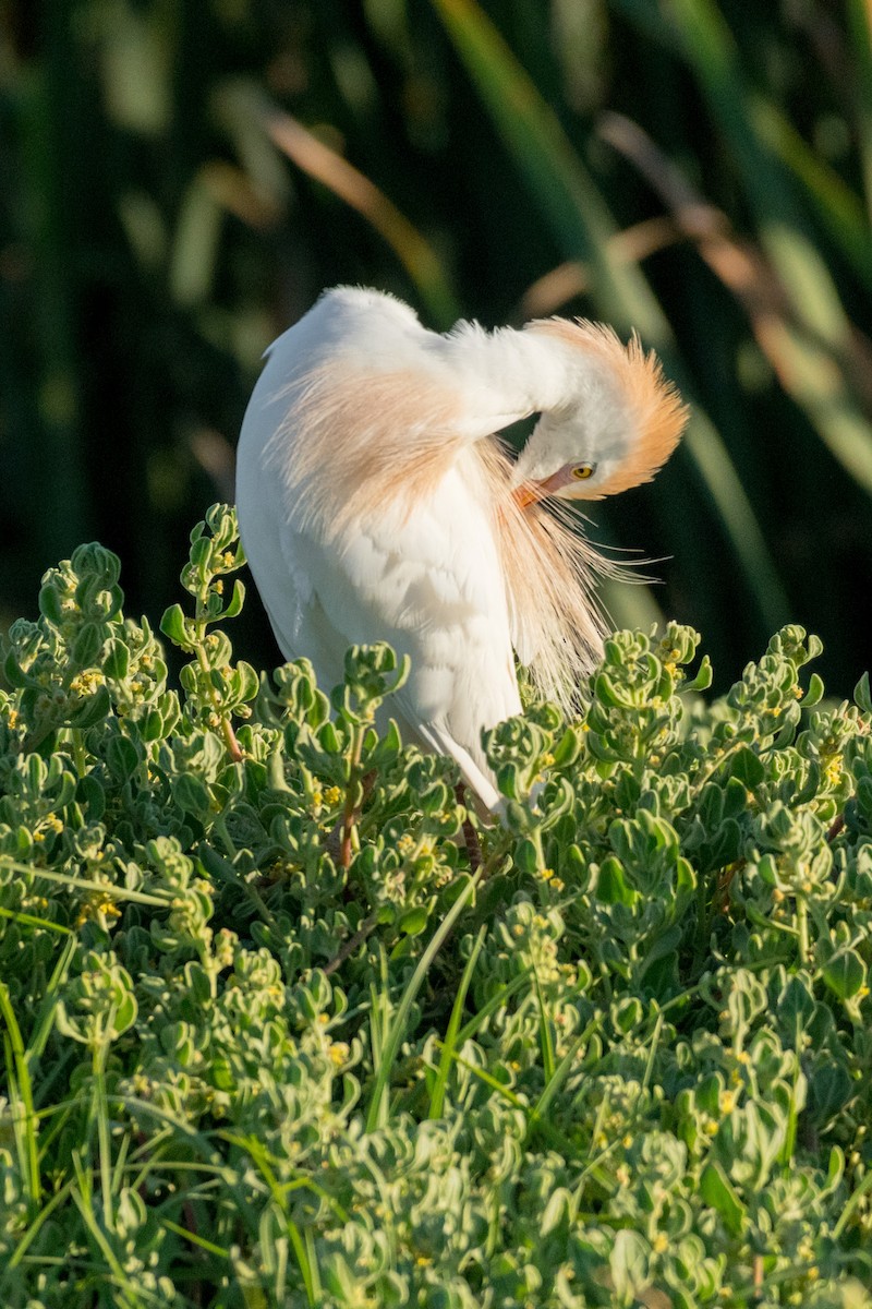 Western Cattle Egret - ML136744701