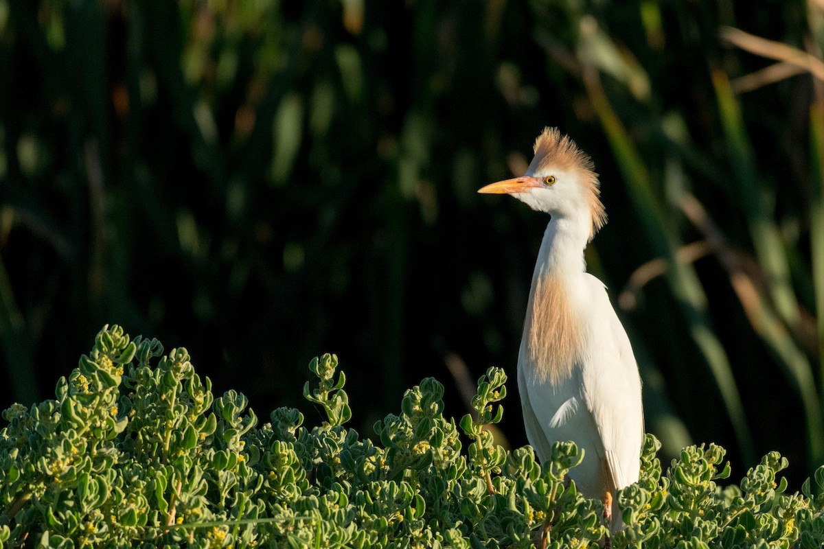 Western Cattle Egret - ML136744711