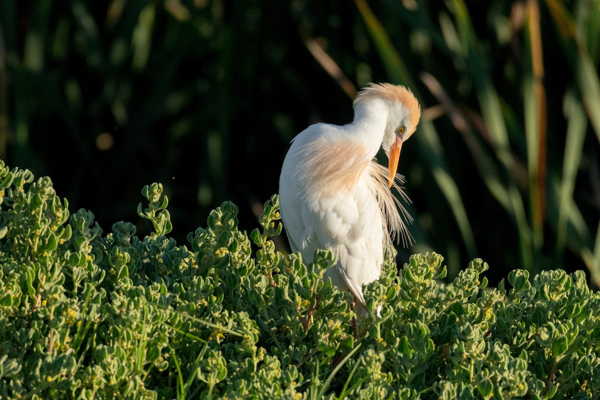 Western Cattle Egret - ML136744721