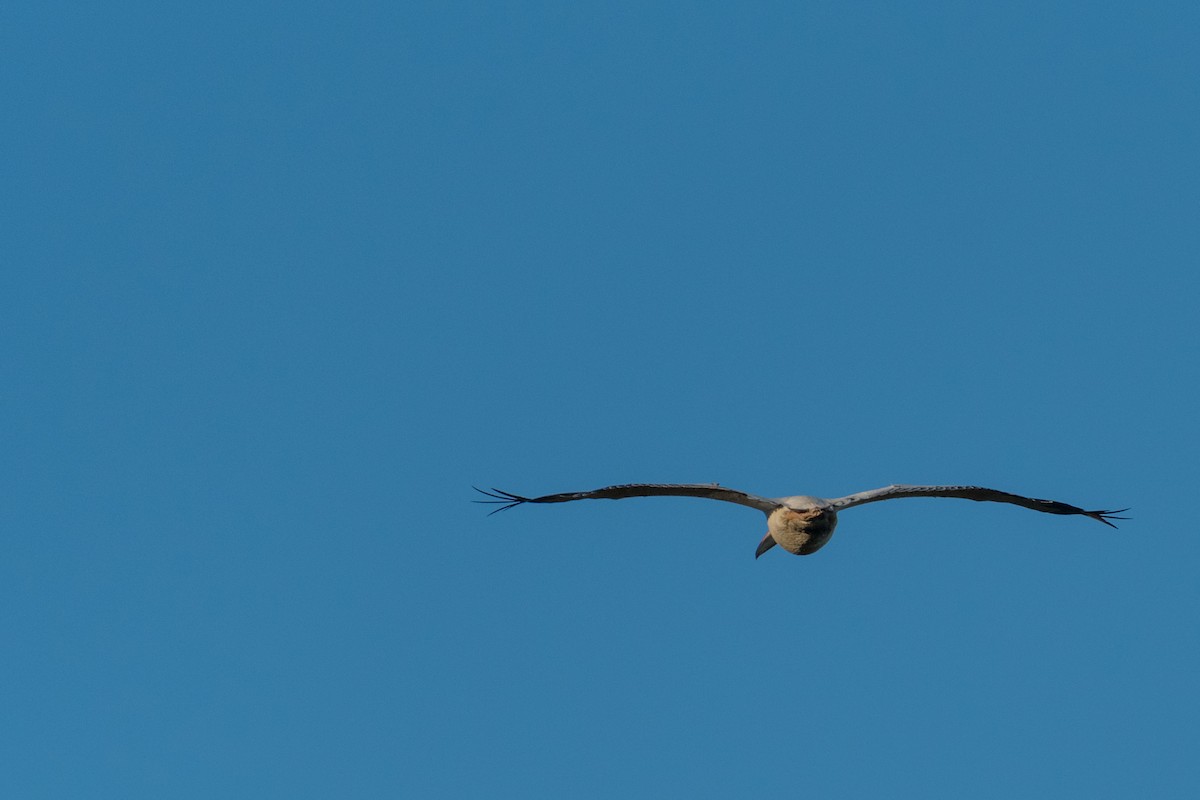 Great White Pelican - ML136744741