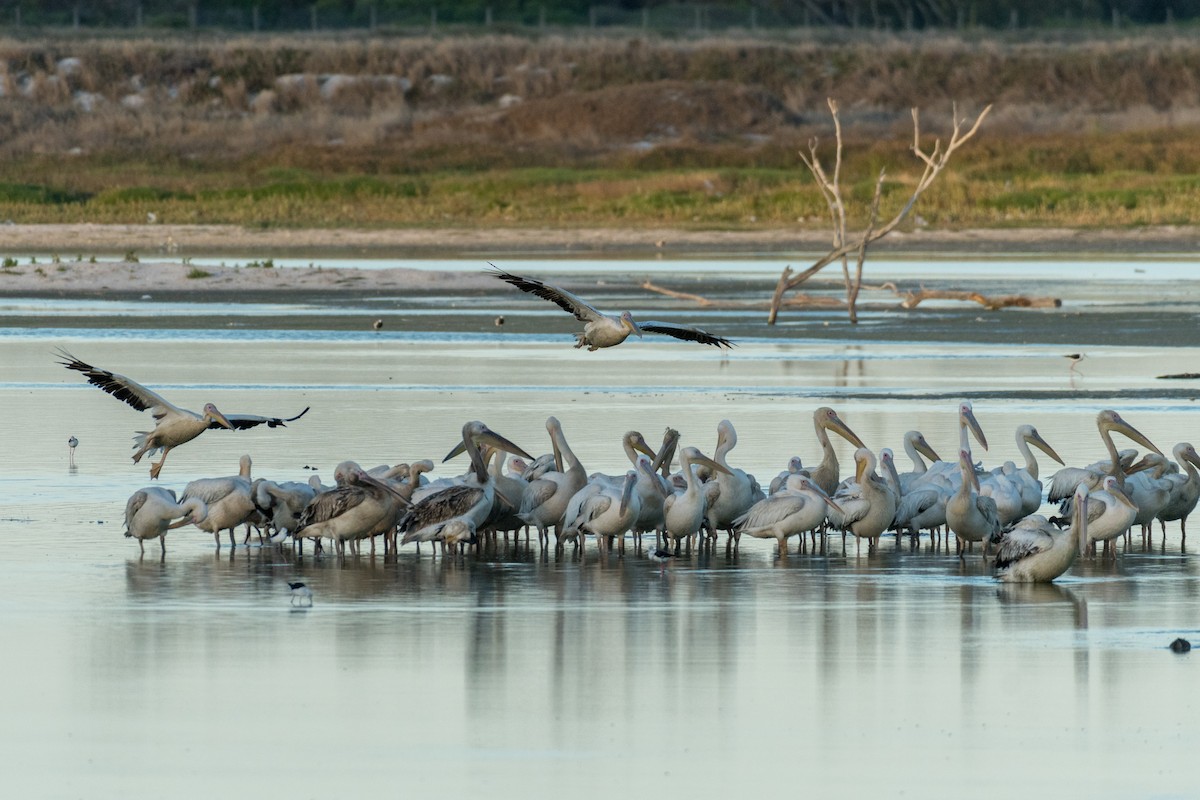 Great White Pelican - ML136744771