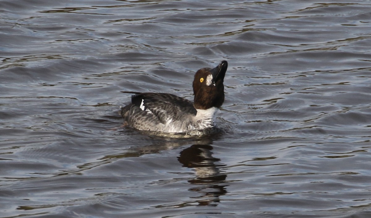 Common Goldeneye - ML136744791