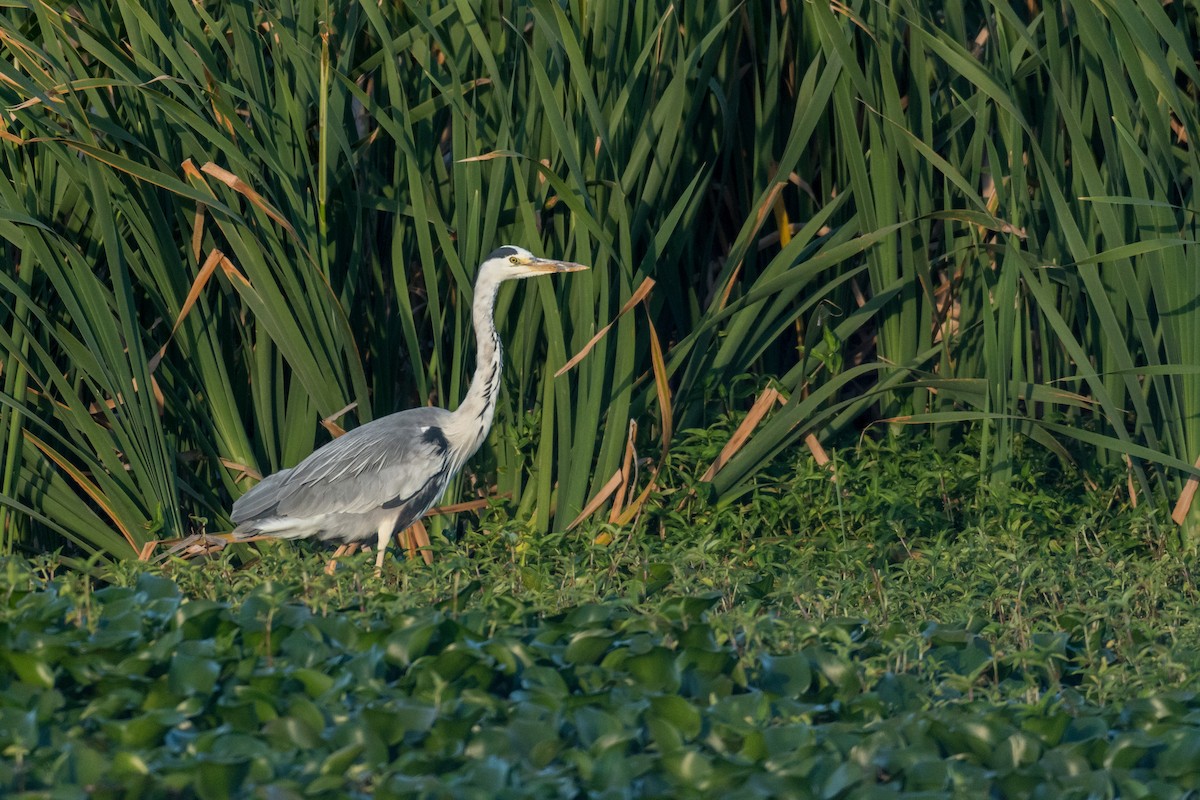 Gray Heron - ML136744801