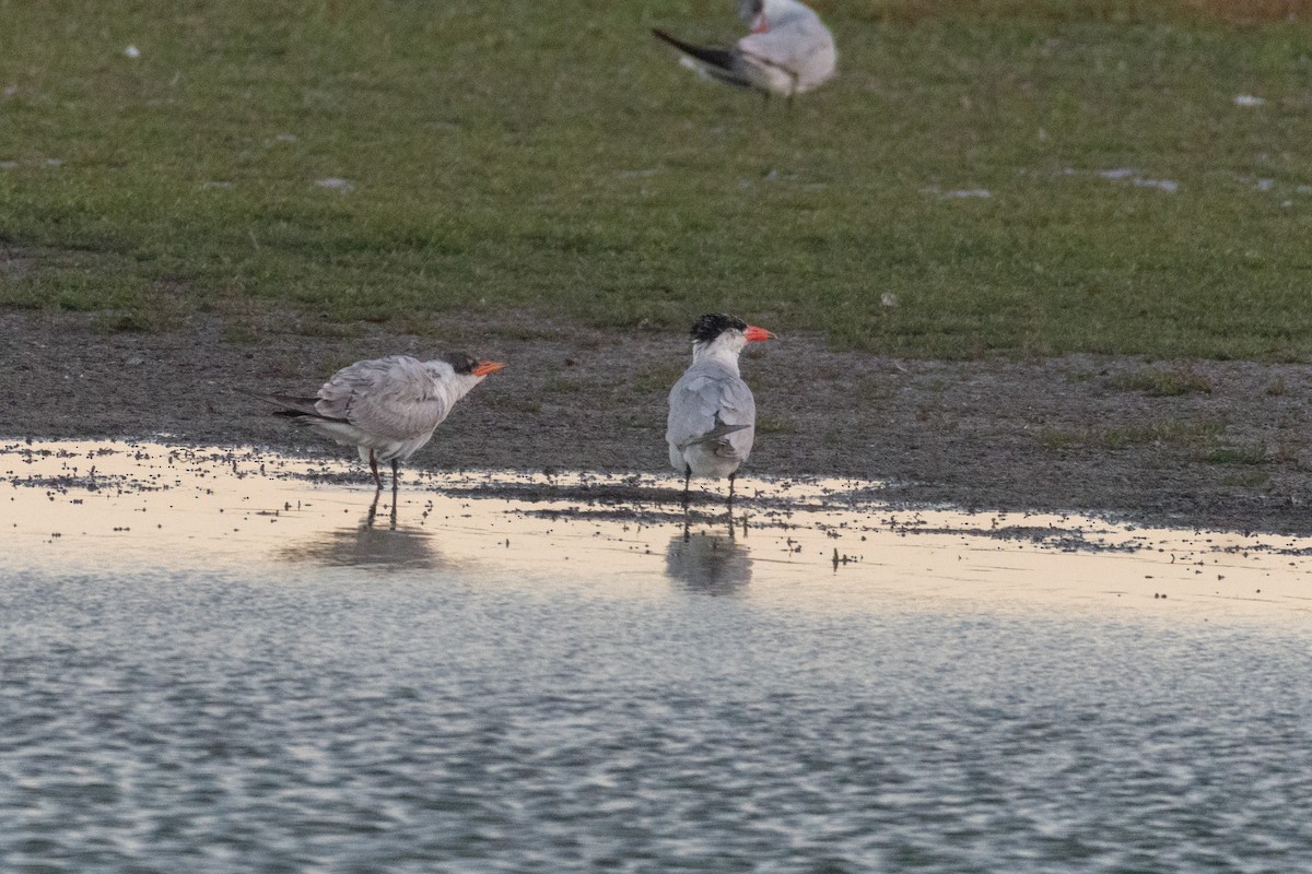 Caspian Tern - ML136744811