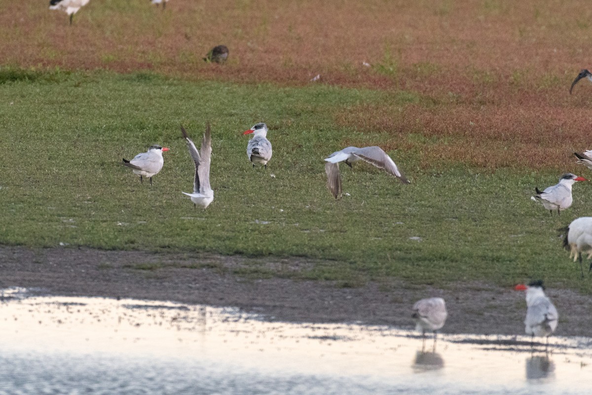 Caspian Tern - ML136744821