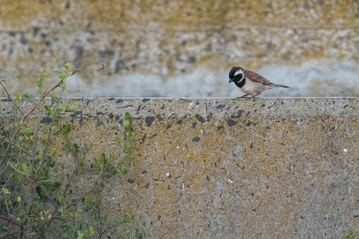 Cape Sparrow - ML136744831