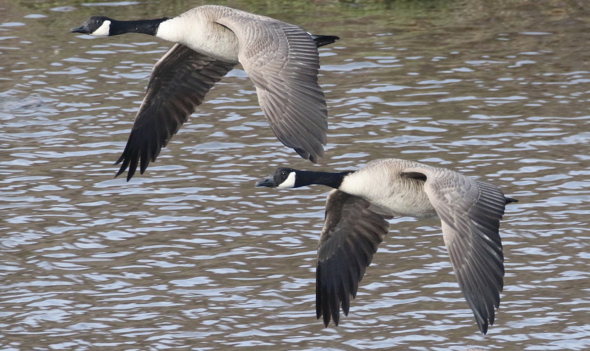 Canada Goose - ML136744911