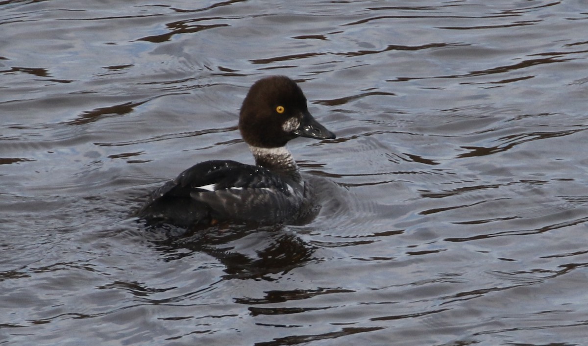 Common Goldeneye - ML136744961