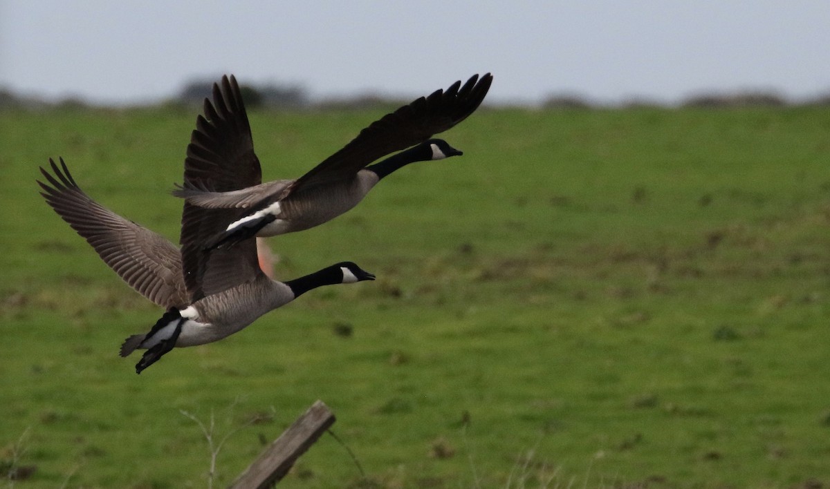 Canada Goose - ML136745081