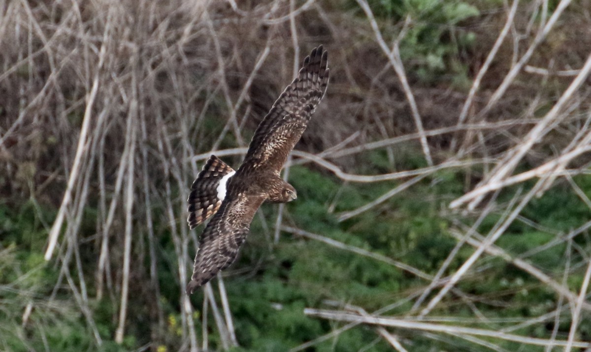 Northern Harrier - ML136745131