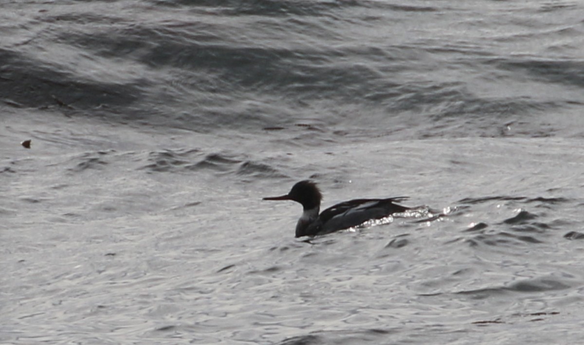 Red-breasted Merganser - ML136745191