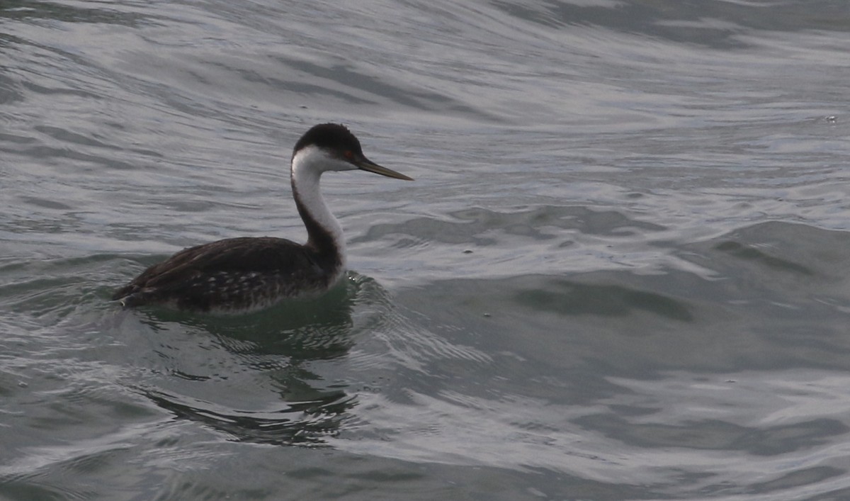 Western Grebe - ML136745211