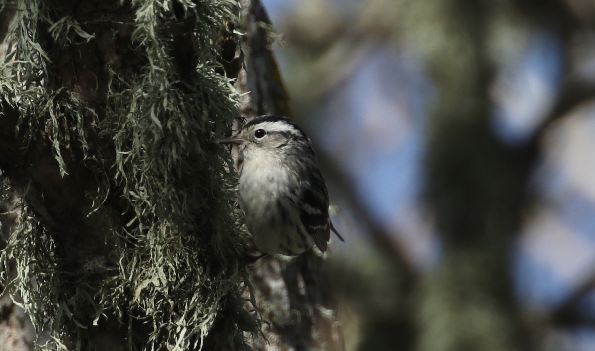 Black-and-white Warbler - ML136745291