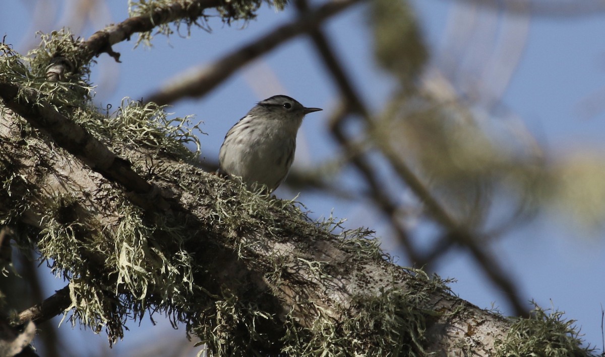 Black-and-white Warbler - ML136745481