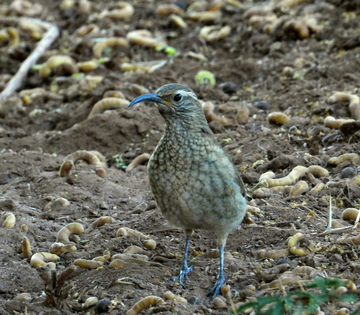 Scale-throated Earthcreeper - ML136746511