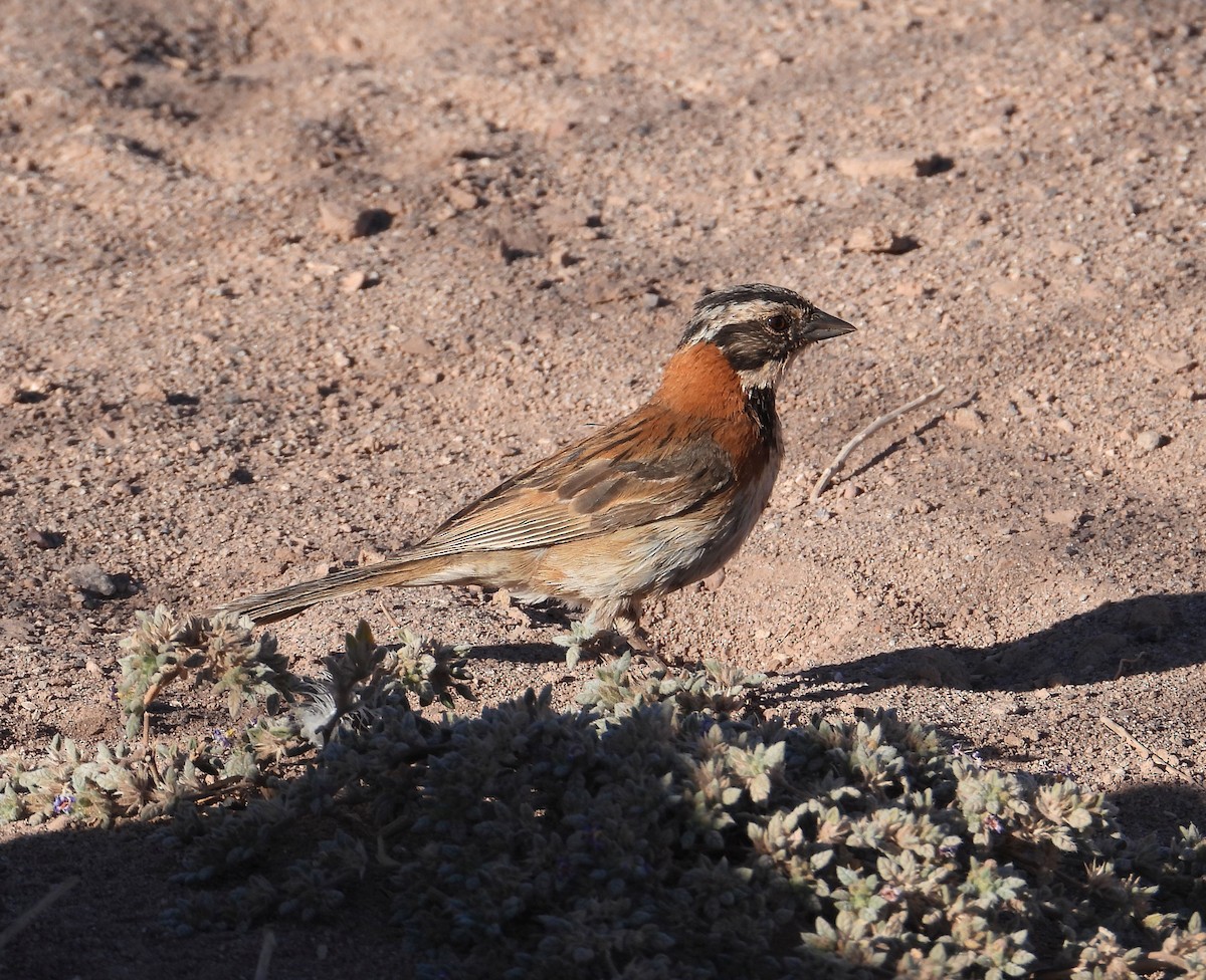 Rufous-collared Sparrow - Chris Burwell