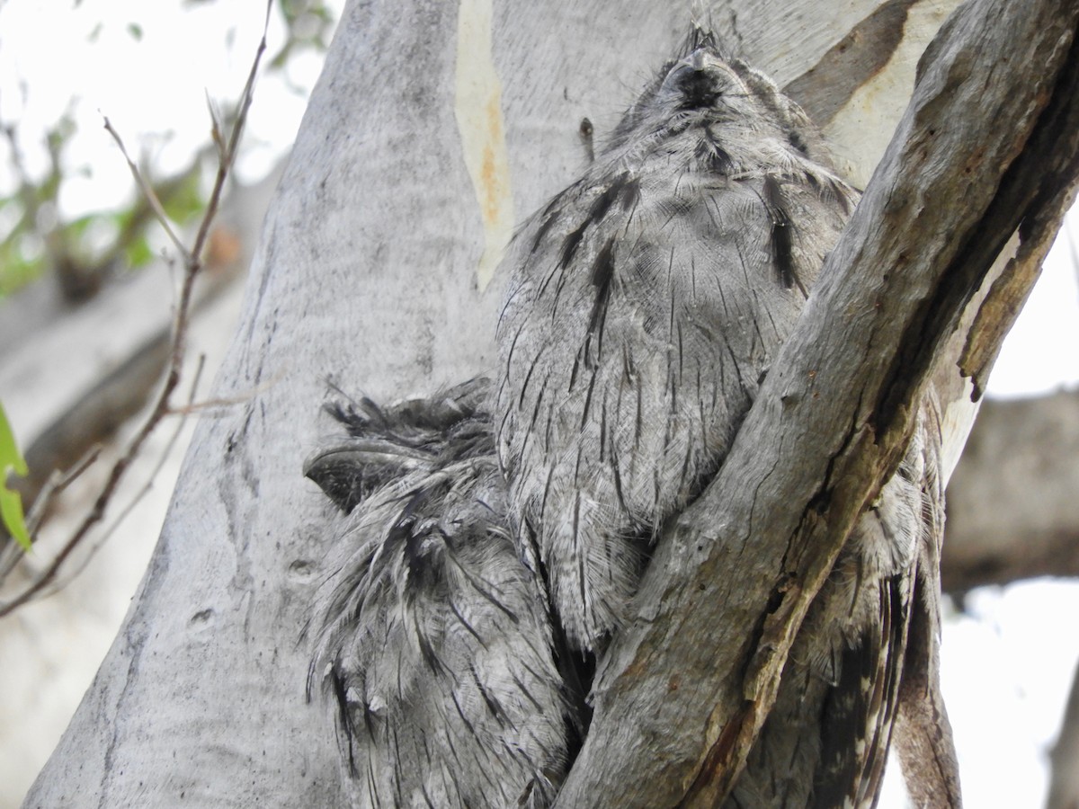 Tawny Frogmouth - ML136747991