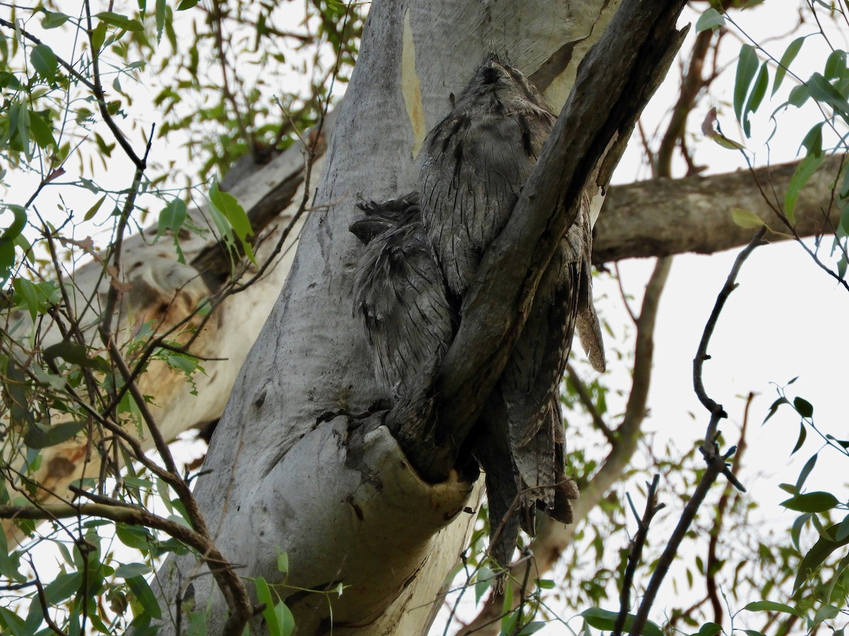 Tawny Frogmouth - ML136748021