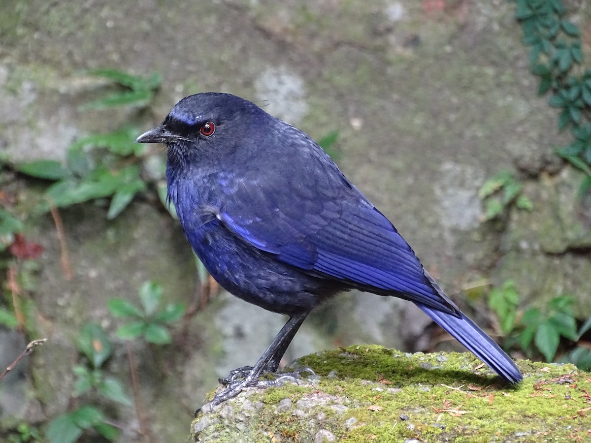 Тайваньская синяя птица - ML136748431