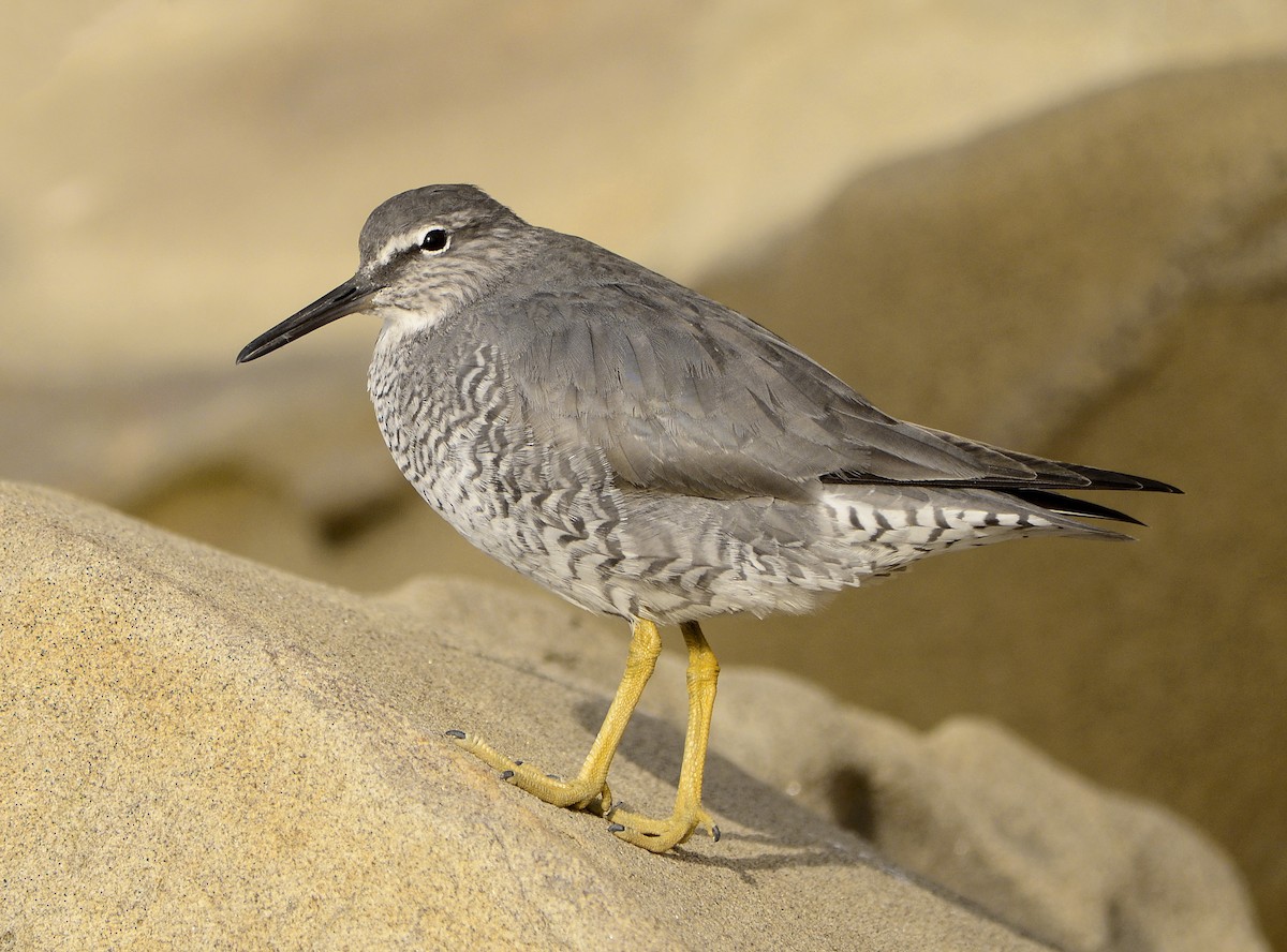 Wandering Tattler - Alison Davies