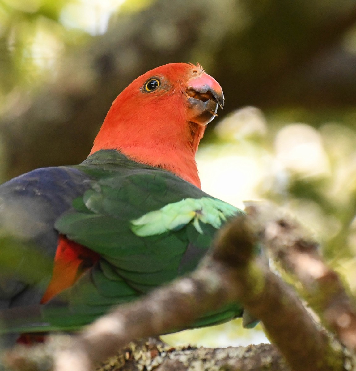 Australian King-Parrot - Roy Burgess