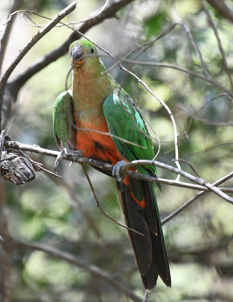 Australian King-Parrot - Roy Burgess