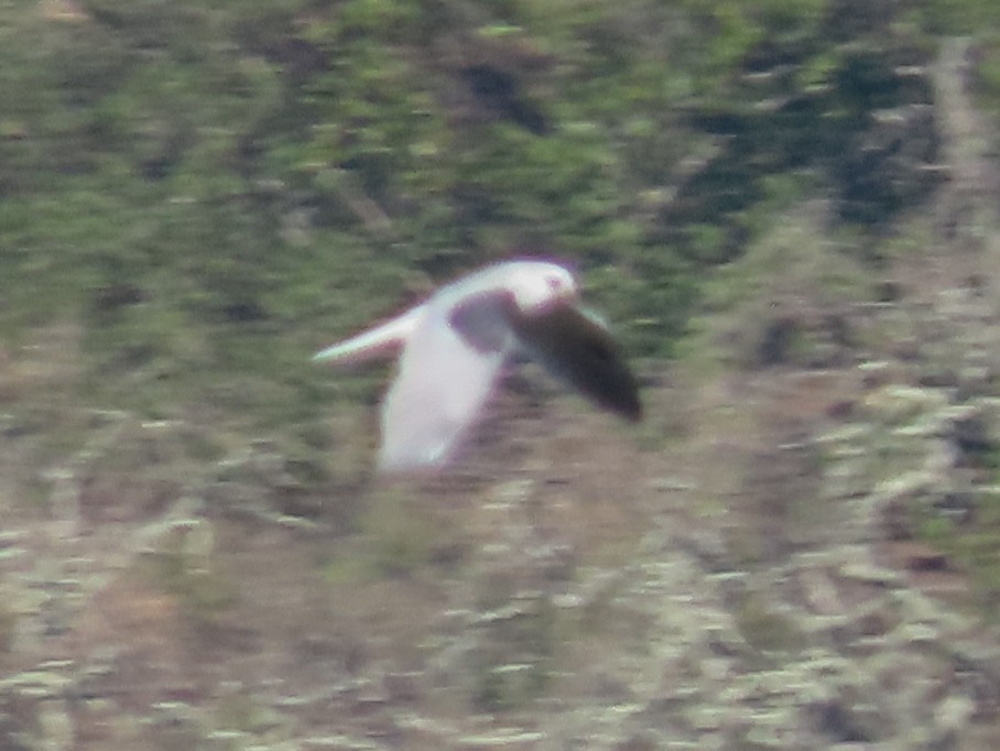 White-tailed Kite - ML136749641
