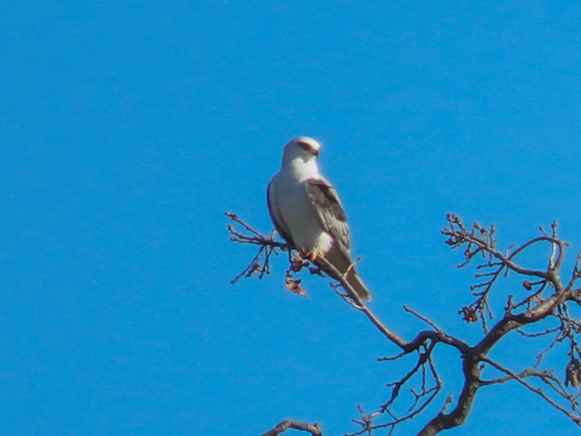 White-tailed Kite - Barry Langdon-Lassagne