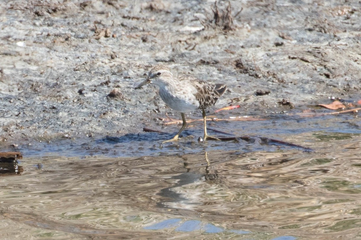 Long-toed Stint - ML136749901