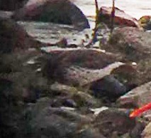 Surfbird - ML136752221