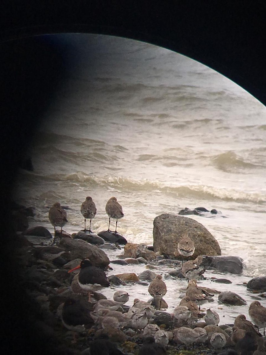 Surfbird - ML136752231