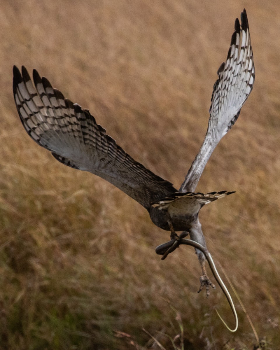 Banded Snake-Eagle - ML136752681