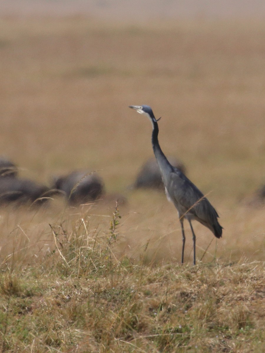 Black-headed Heron - ML136753701