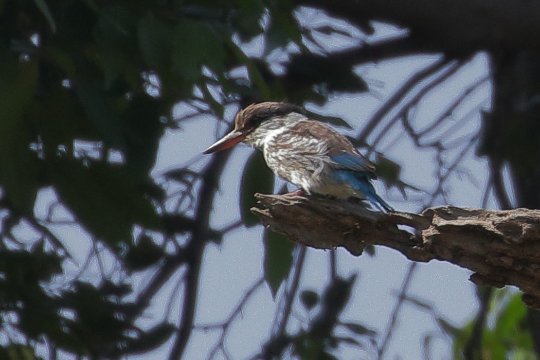 Striped Kingfisher - ML136753981