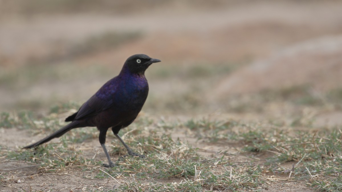 Rüppell's Starling - ML136754271