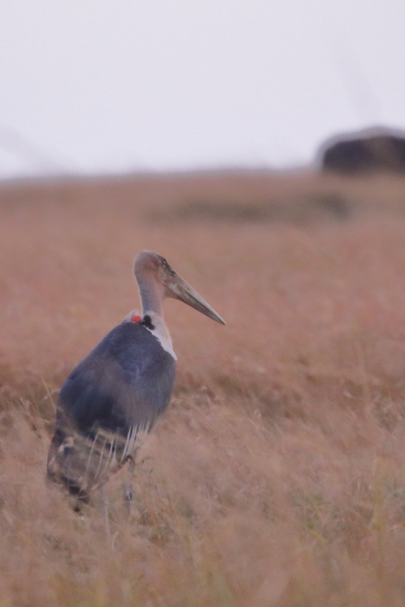 Marabou Stork - ML136754281