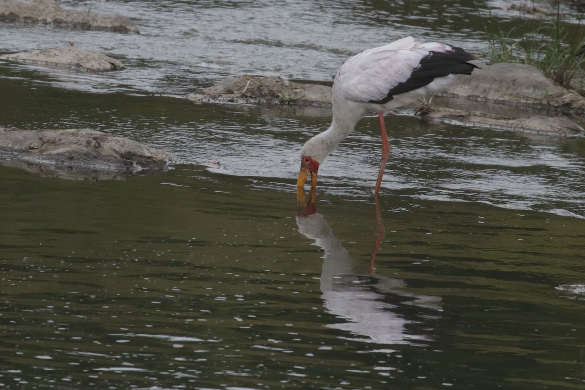 Yellow-billed Stork - ML136754321