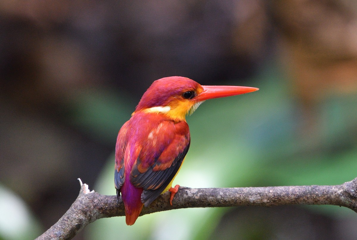 Rufous-backed Dwarf-Kingfisher - ML136754581