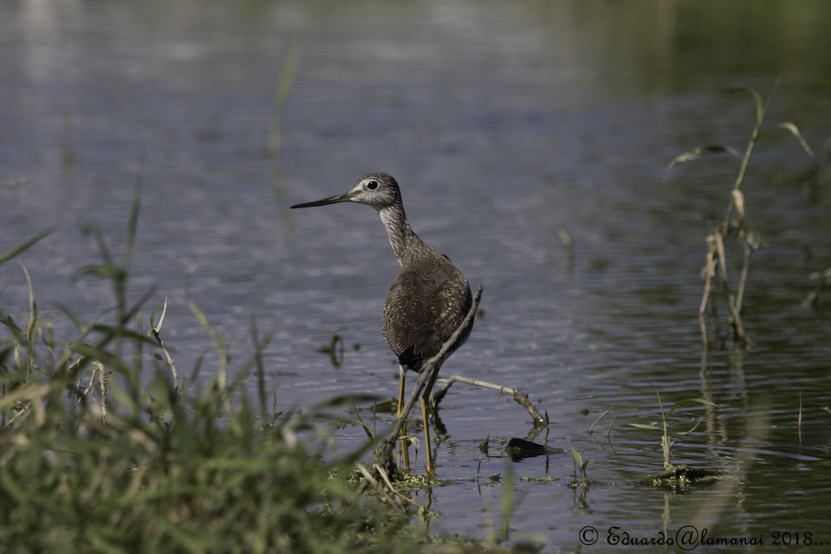 Greater Yellowlegs - Jorge Eduardo Ruano