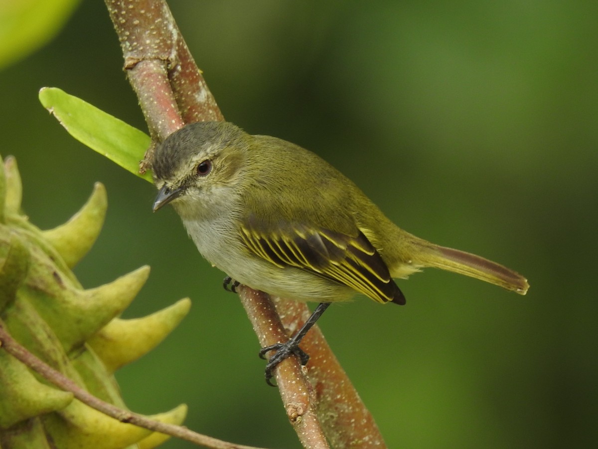 Mistletoe Tyrannulet - ML136756451