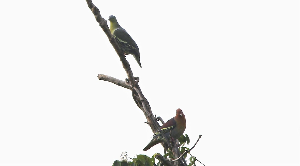 Cinnamon-headed Green-Pigeon - Martin Kennewell