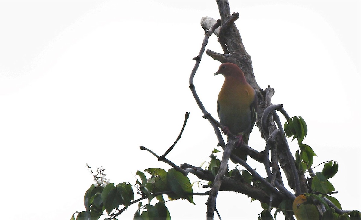 Cinnamon-headed Green-Pigeon - Martin Kennewell