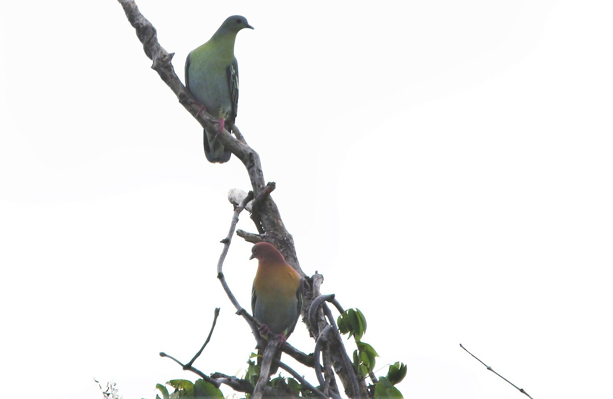 Cinnamon-headed Green-Pigeon - Martin Kennewell
